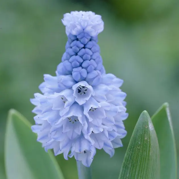 Muscari azureum v2