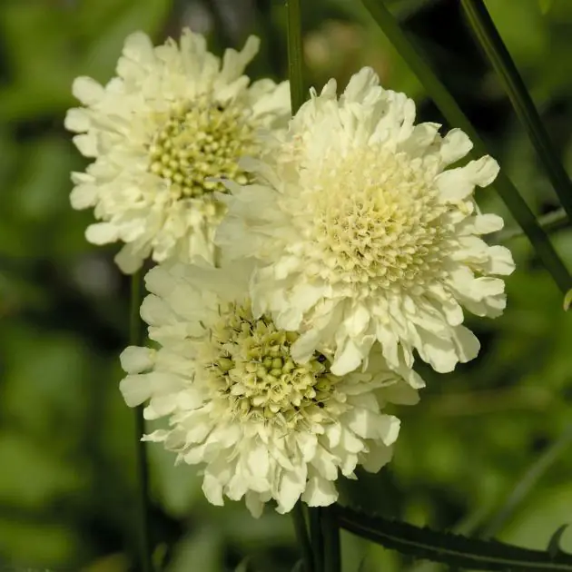 Scabiosa caucasica alba v2