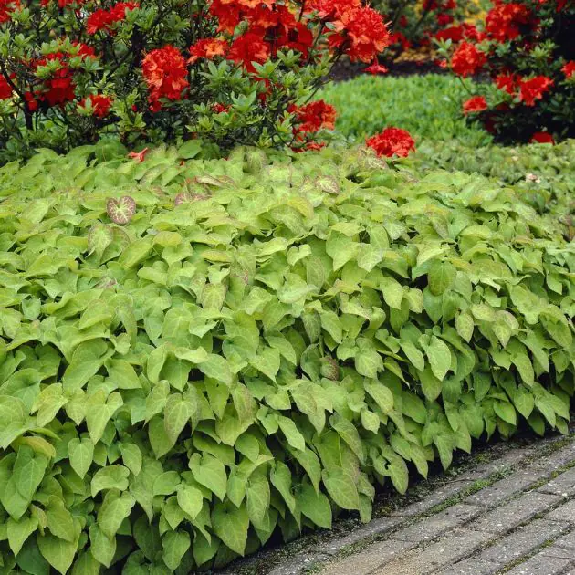 Epimedium Rubrum