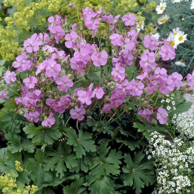 Geranium cantabrigiense Karmina