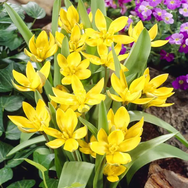 Tulip Tarda