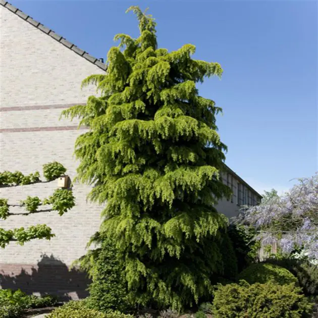 Cedrus deodara