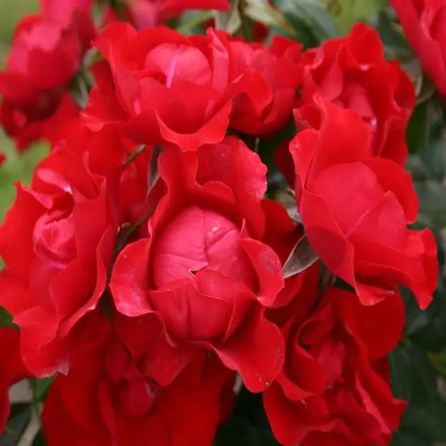Black Forest Rose