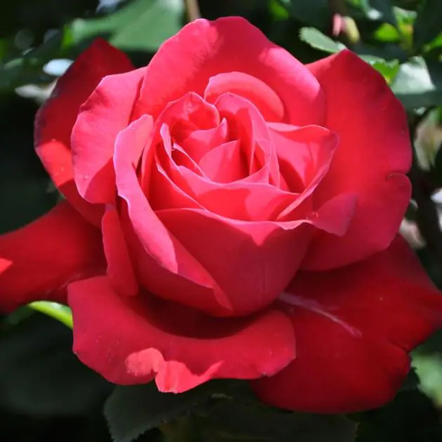 Dame de Coeur