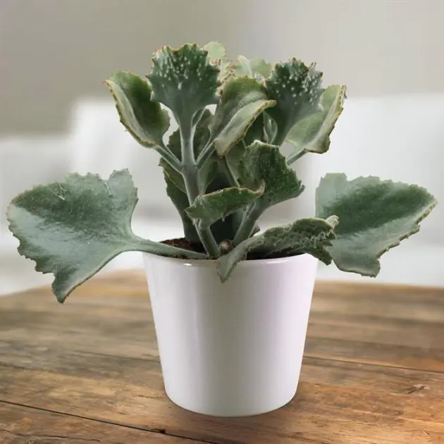 kalanchoe beharensis 13 cm.jpg