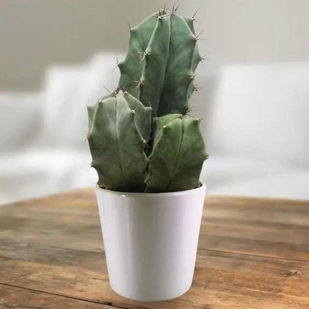 Ritterocereus urbaneus.jpg