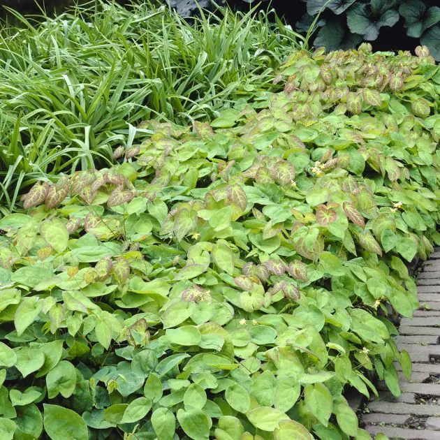 Epimedium vrsicolor Sulphureum v2