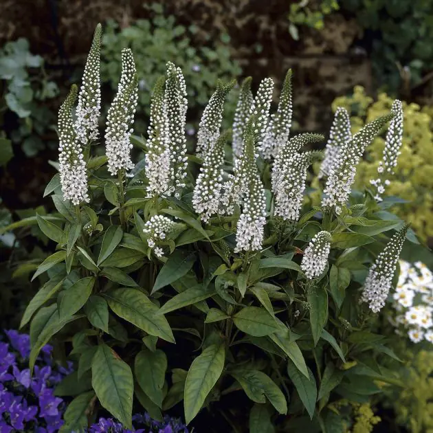 Lycimachia clethroides