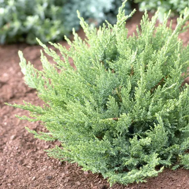 Juniperus Sabina Tamariscifolia