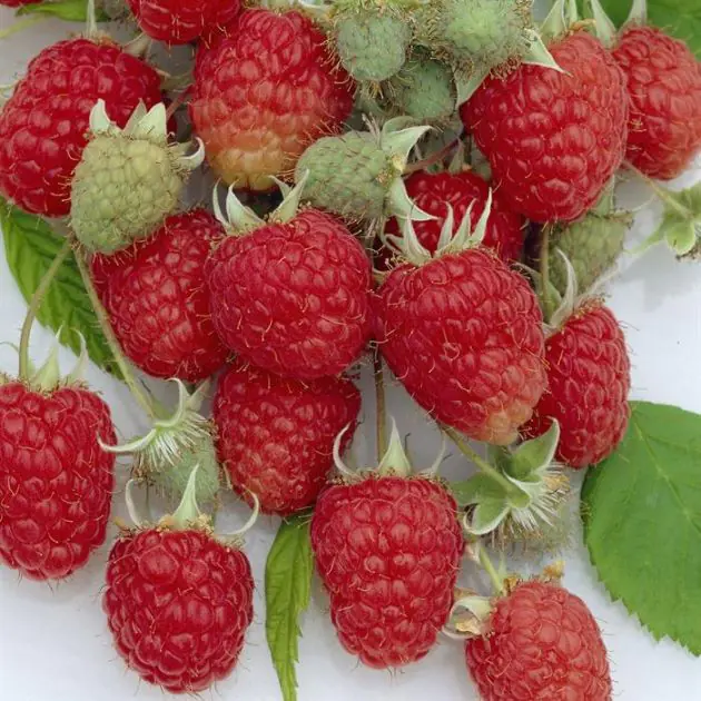 rubus zefa herbsternte.jpg