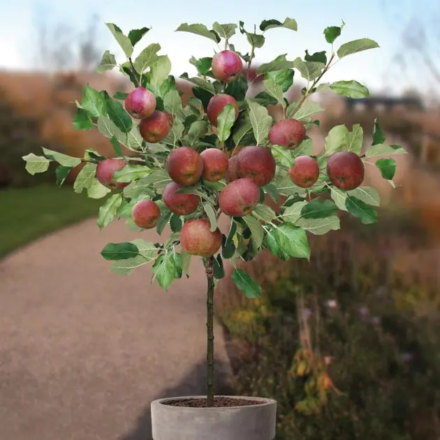 malus rode boskoop.jpg