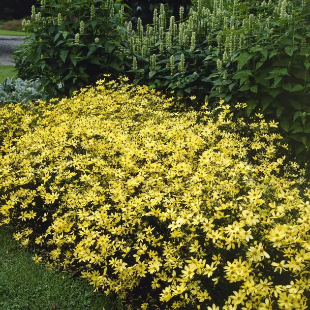 Coreopsis verticillata Moonbeam