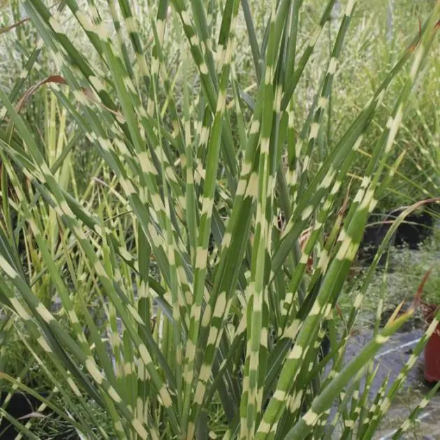Miscanthus sinensis Strictus