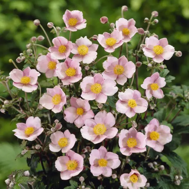 Anemone tomentosa Robustissima