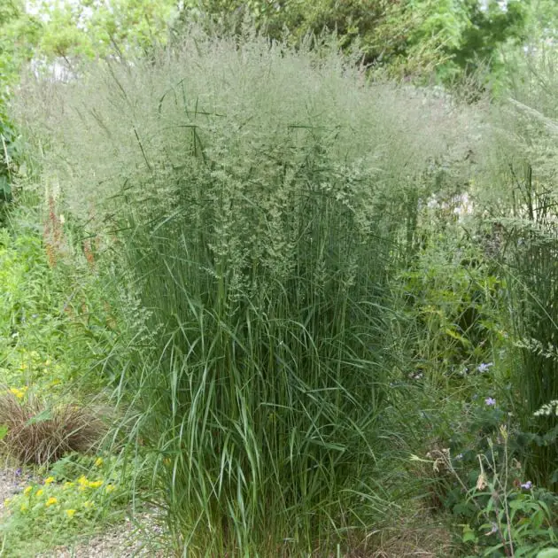 Calamagrostis x acutiflora Karl Foerster