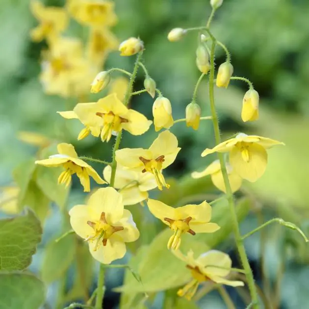 Epimedium pinnatum subsp. colchicum