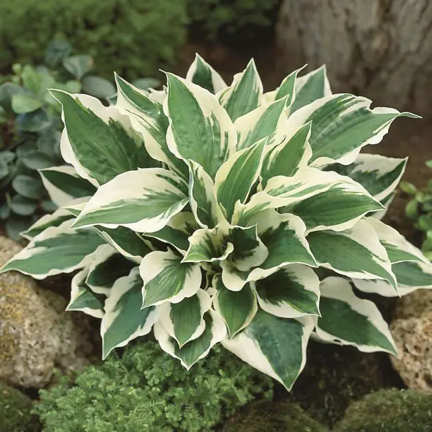 Hosta fortunei Patriot
