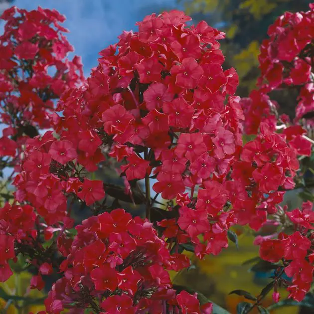 Phlox paniculata Starfire