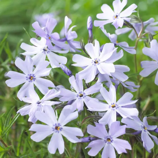 Phlox Emerald Cushion Blue