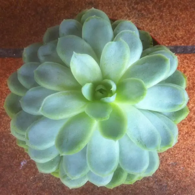 Echeveria Elegance