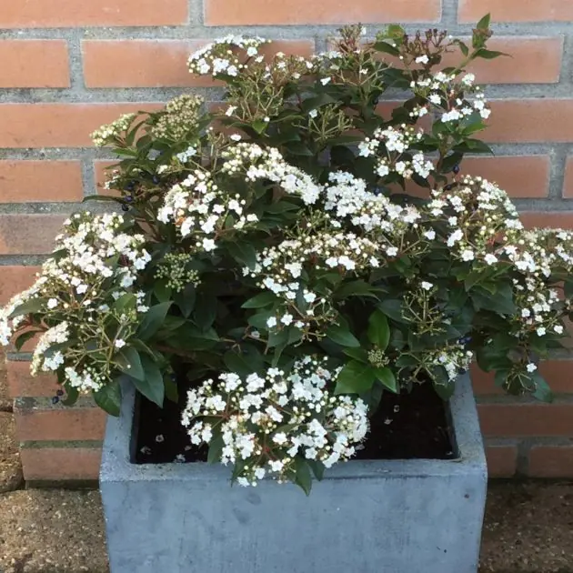 Vibernum Tinus pot