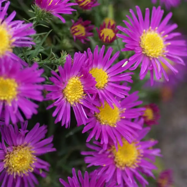 Aster dumusos 'Alice Haslam' (2).JPG