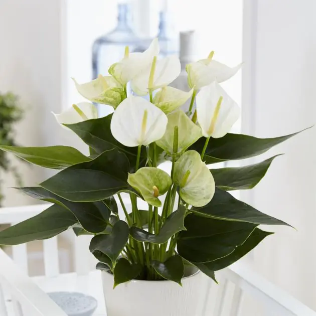 Anthurium wit