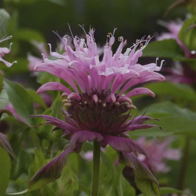 Monarda beauty of cobham v2