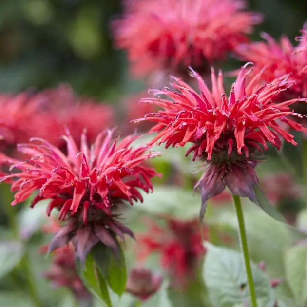 Monarda gardenview scarlet v2