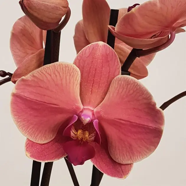Phalaenopsis Peach gem