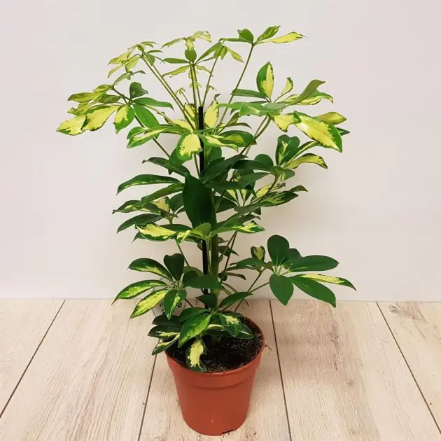 Scheflera arbor Gerda