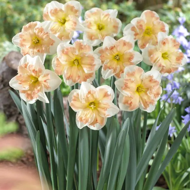 Narcissus Edinburgh
