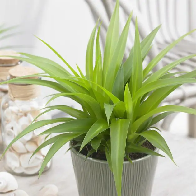 Chlorophytum Lemon