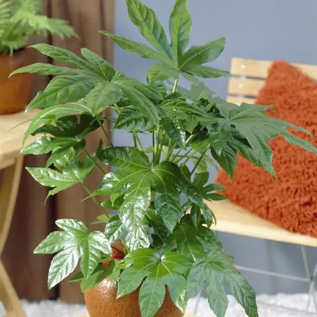 Fatsia japonica