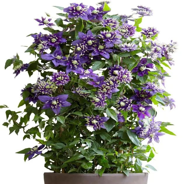 Clematis Taiga 163031.jpg