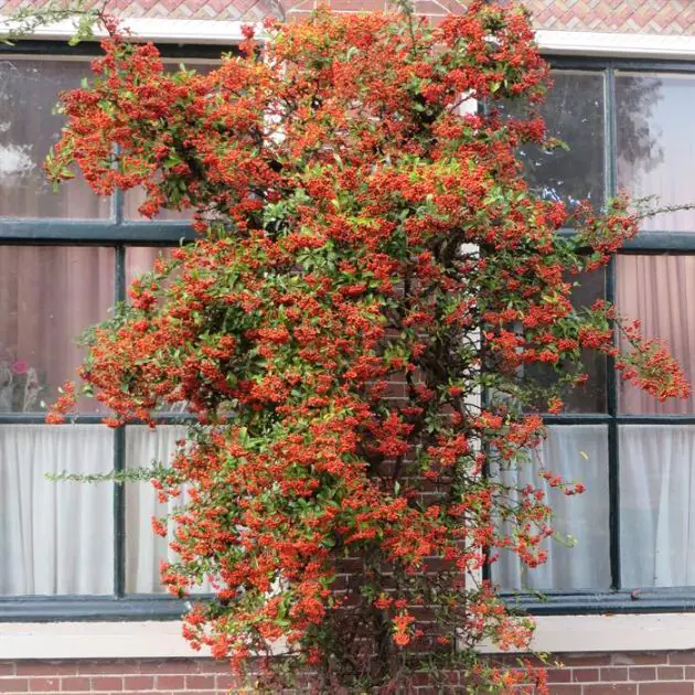 Pyracantha Orange Charmer 20170920-1.JPG