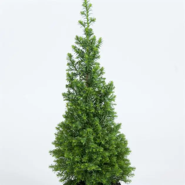 Chamaecyparis thyoides Top Point