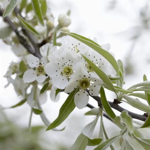Pyrus salicifolia Pendula
