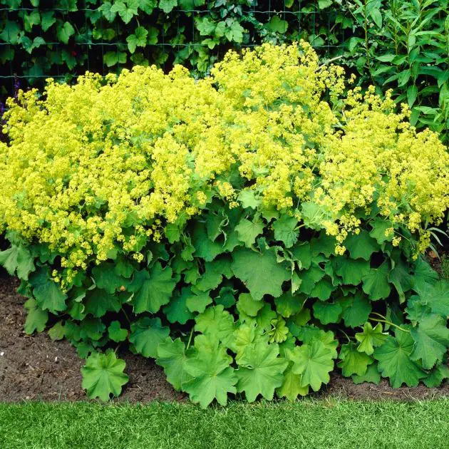 Alchemilla mollis Robustica