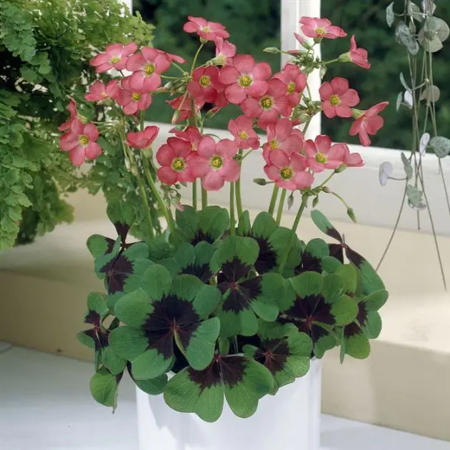 Oxalis tetraphylla Iron Cross