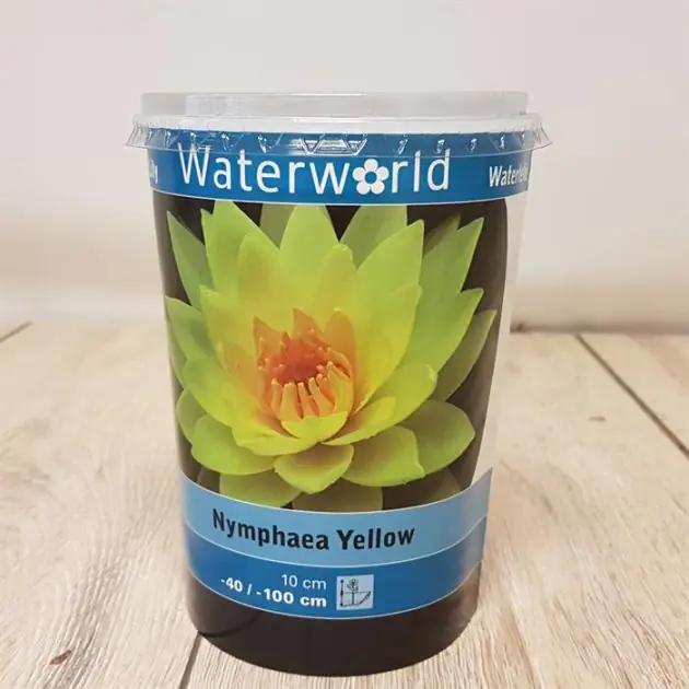 Nymphaea Yellow