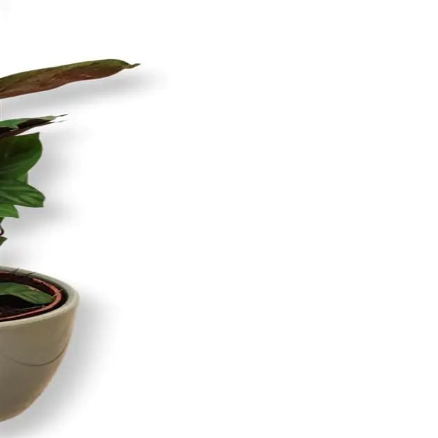 Calathea Freddie
