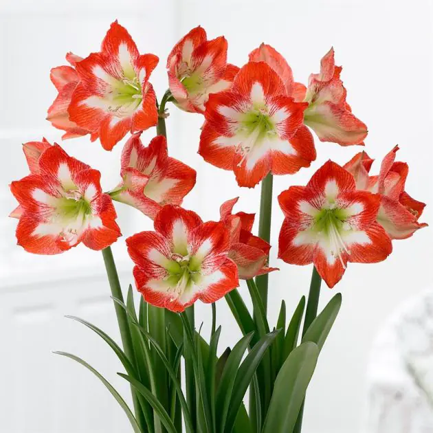 Amaryllis Minerva v3