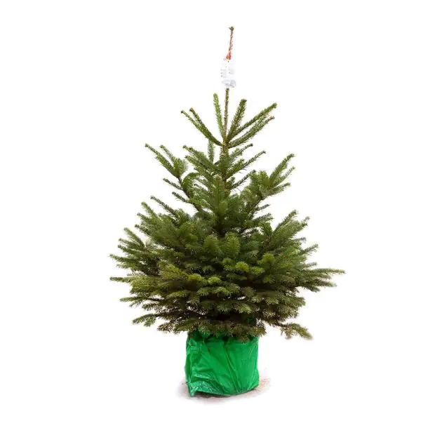 Picea Nordmanniana pot