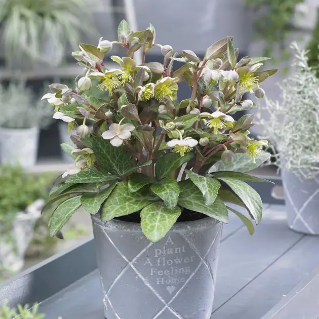 Helleborus lividus Purple