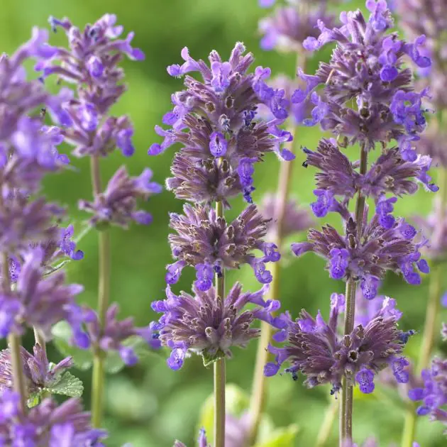 Nepeta racemosa Grog
