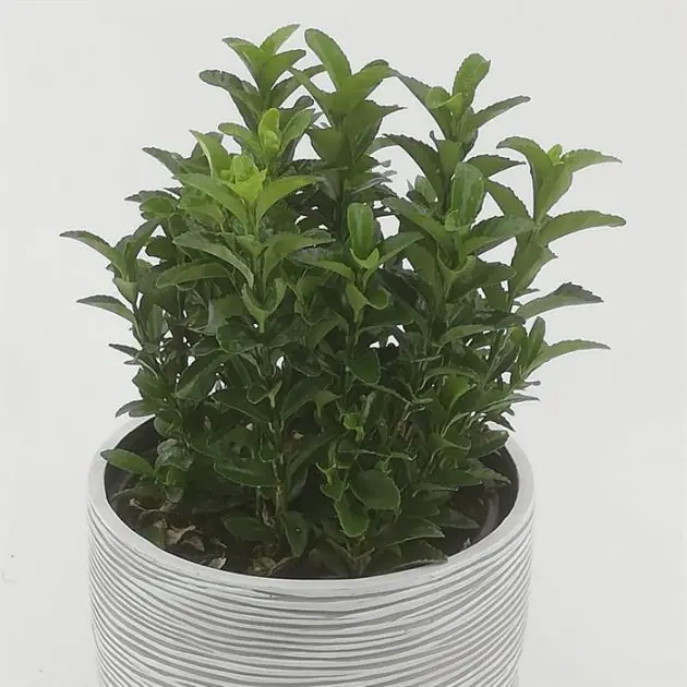 Euonymus Gren Spire