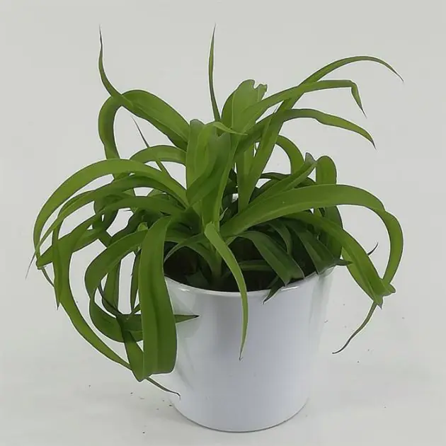 Chlorophytum bonnie Green
