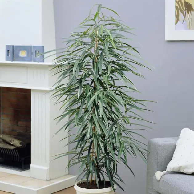 Ficus Amstel Queen (King)