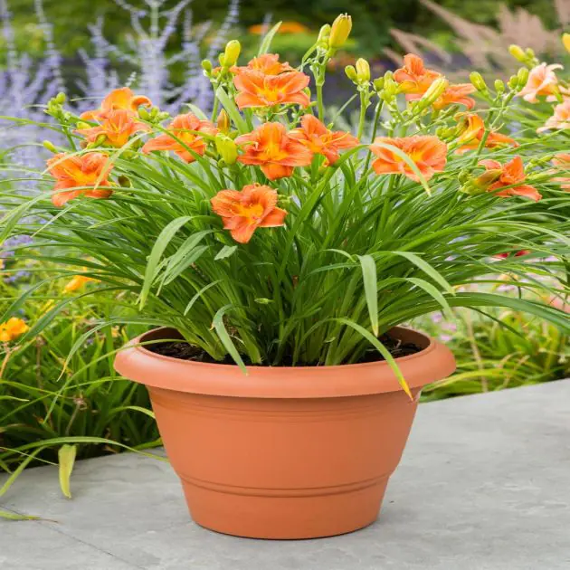 Hemerocallis EveryDaylily™ Orange®